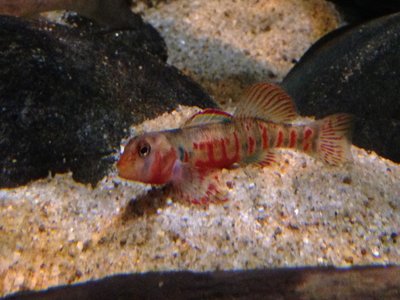 Kanawha Darter