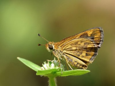 Kansas Darter