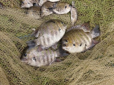 Karimeen