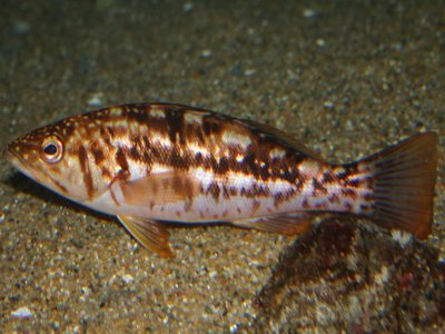 Kelp Bass
