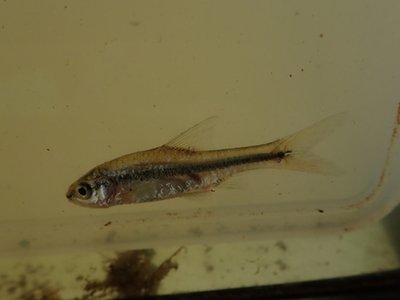 Kenya Barb