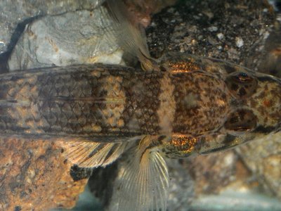 Kepala Goby