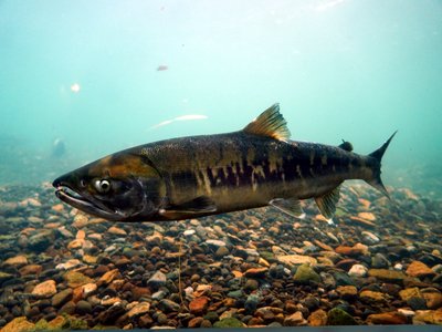 Keta Salmon