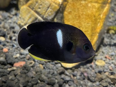 Keyhole Angelfish