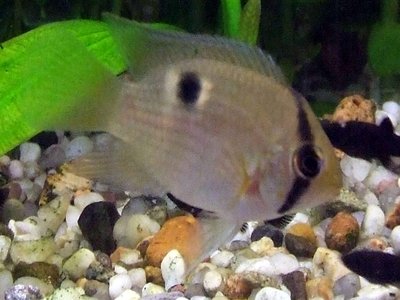 Keyhole Cichlid