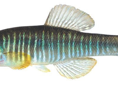 Killifish