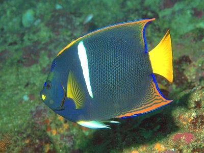 King Angelfish