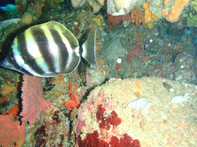 King Coralfish