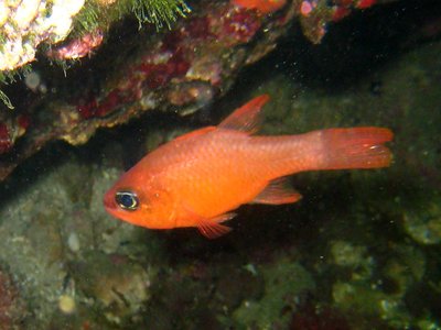 King Mullet