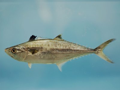 King of the Mackerels
