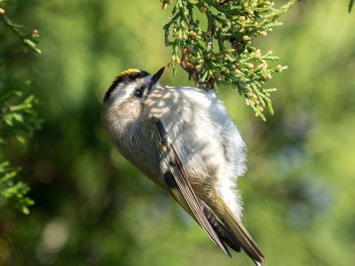 Kinglet