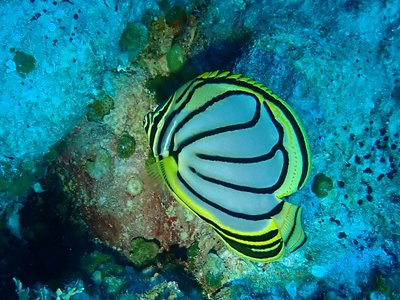 Kiribati Butterflyfish
