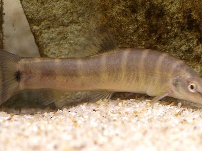 Kissing Loach