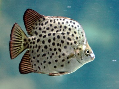 Kitang