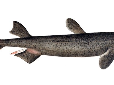 Kitefin Shark