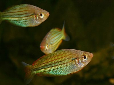 Kiunga Rainbowfish