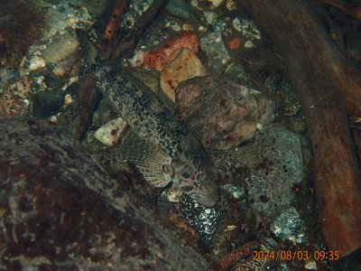 Klamath River Sculpin