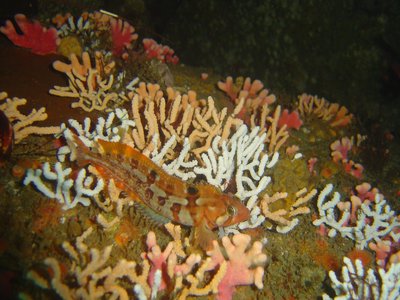Klipfish