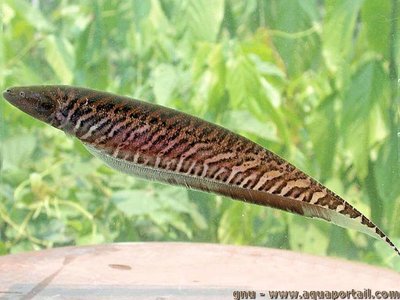 Knifefish