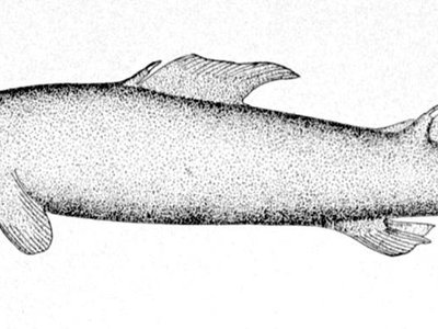 Knifetooth Dogfish