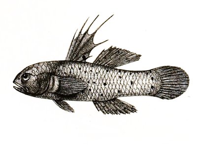 Knight Goby