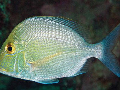 Knobbed Porgy