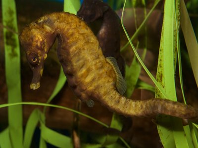 Knysna Seahorse