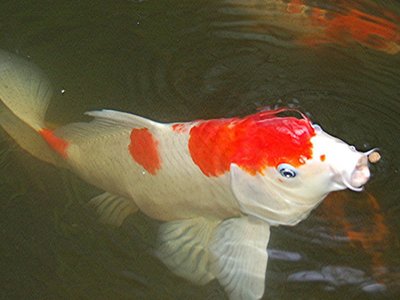 Kohaku