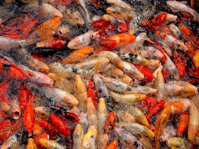 Koi