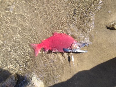 Kokanee Salmon