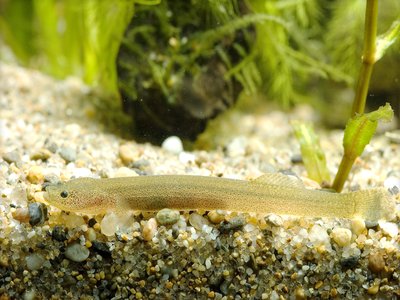 Korea Goby
