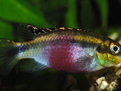 Kribensis