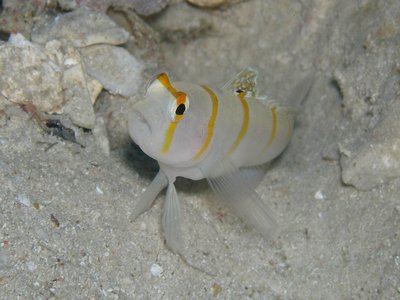 Kumejima Goby