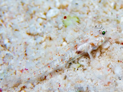 Kuna Goby