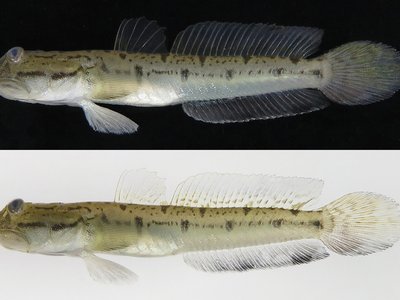 Kyushu Goby