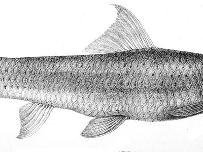 Labeo annectens