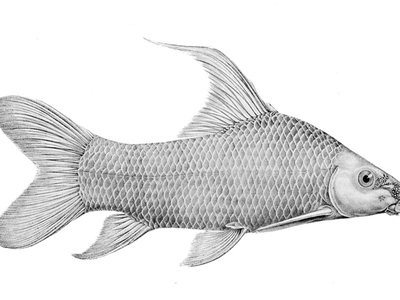 Labeo barbatus