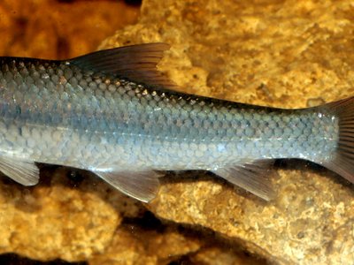 Labeo bata
