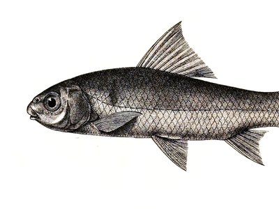 Labeo boga