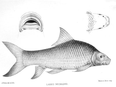 Labeo bottegi
