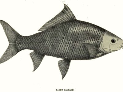 Labeo calbasu