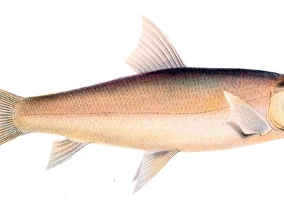 Labeo capensis