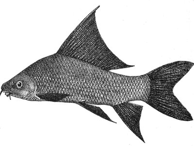 Labeo chrysophekadion