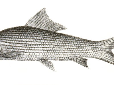 Labeo dussumieri