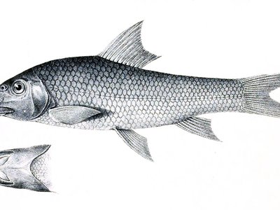 Labeo dyocheilus