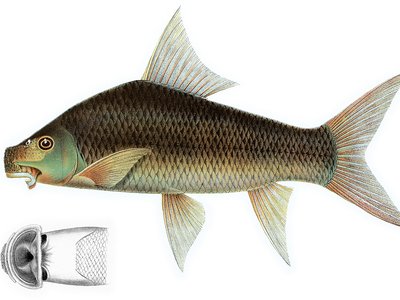 Labeo erythropterus