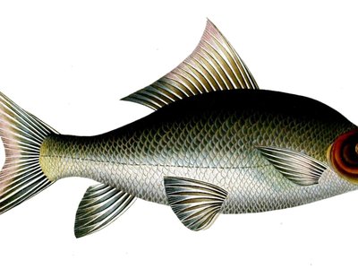 Labeo fimbriatus