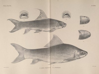 Labeo forskalii