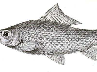 Labeo gonius