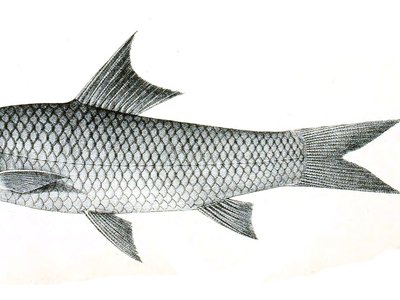 Labeo kawrus